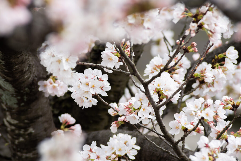 福井県でも桜が開花しました